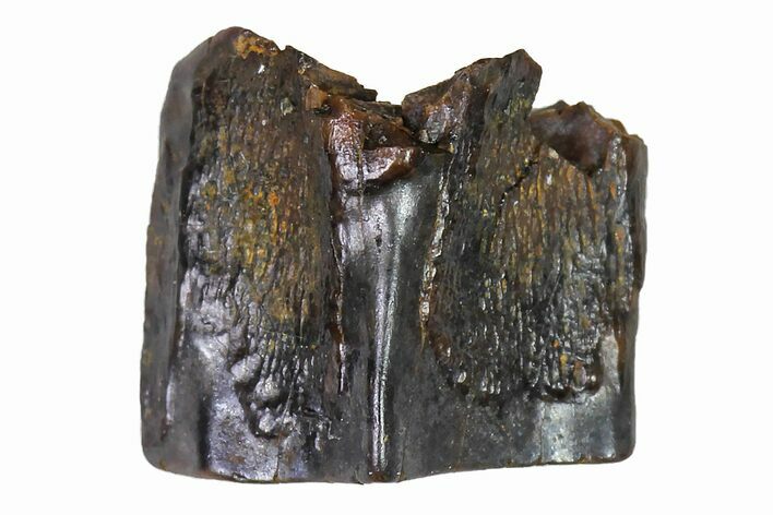 Fossil Hadrosaur (Edmontosaurus) Shed Tooth- Montana #110930
